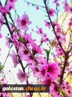 پیام دکتر موسی کیخا سرپرست دانشگاه فرهنگیان استان گلستان به مناسبت آغاز سال نو: 2