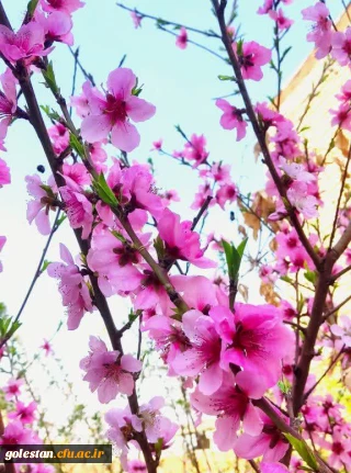 پیام دکتر موسی کیخا سرپرست دانشگاه فرهنگیان استان گلستان به مناسبت آغاز سال نو: